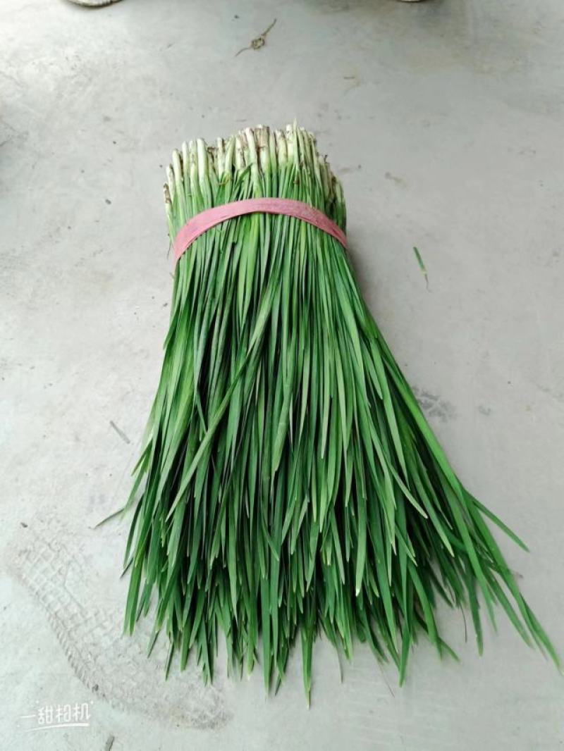 临漳韭菜，精品平刀韭菜！平一，平二大叶韭菜产地直供