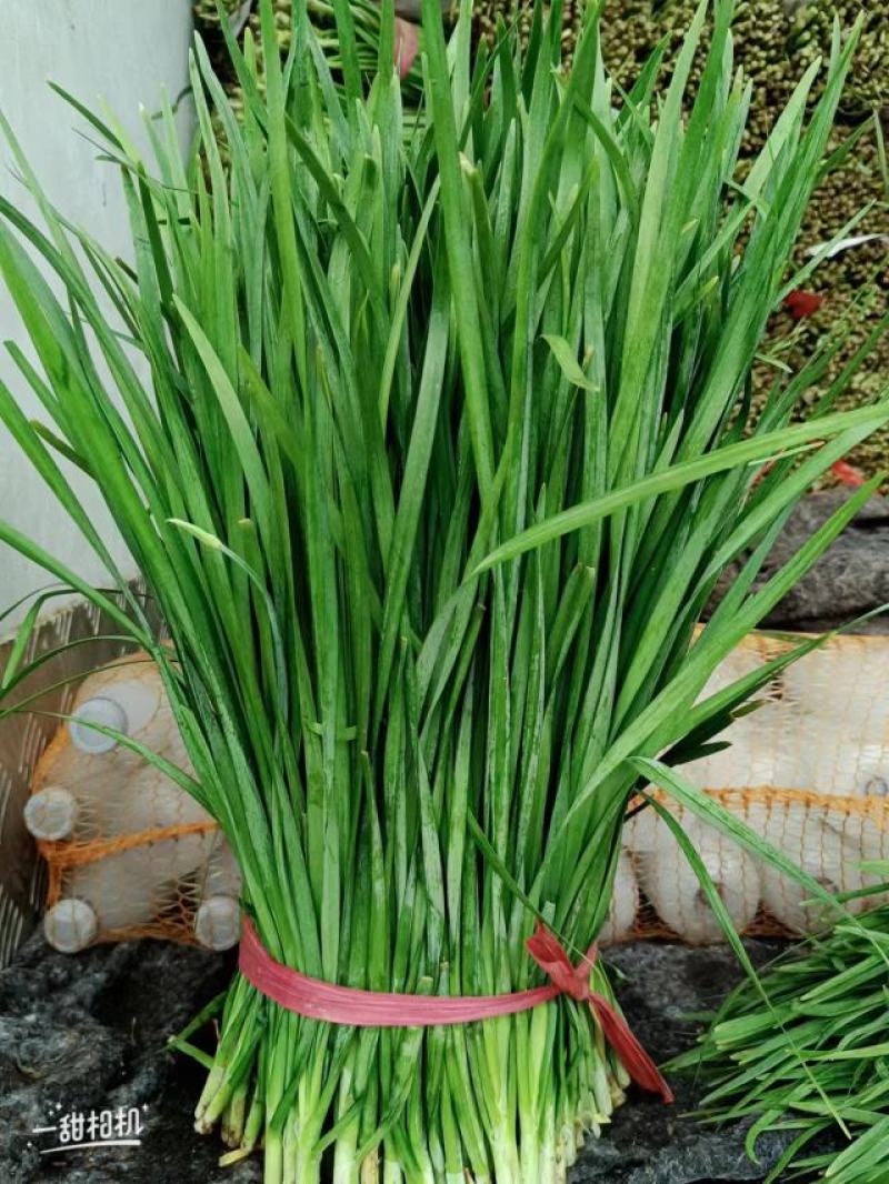 临漳韭菜，精品平刀韭菜！平一，平二大叶韭菜产地直供