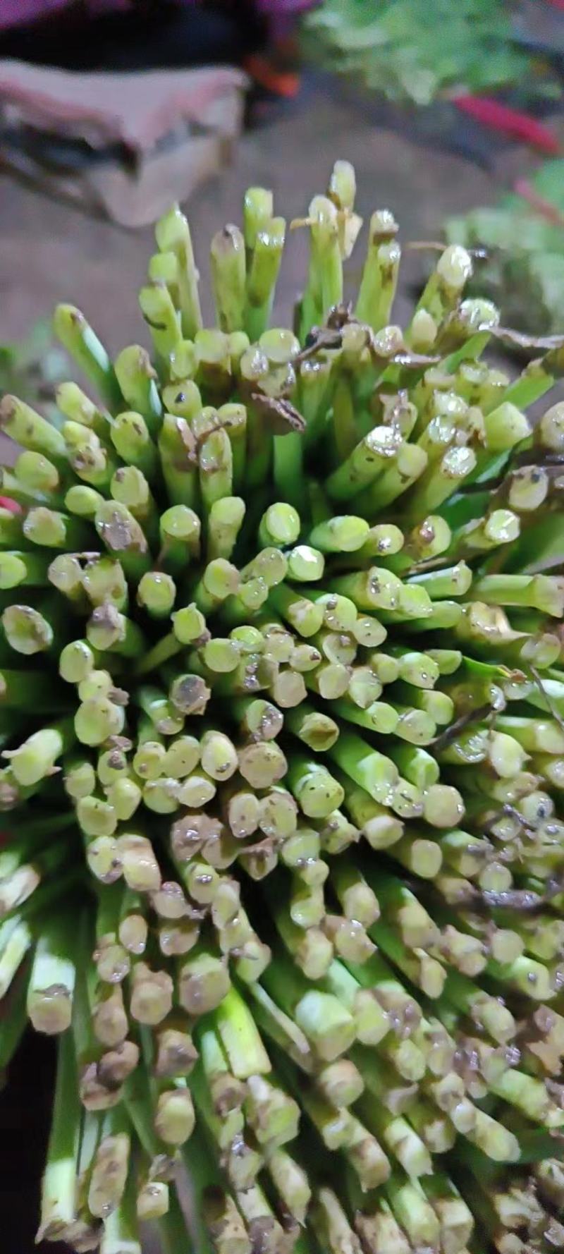 临漳韭菜，精品平刀韭菜！平一，平二大叶韭菜产地直供