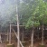 香樟