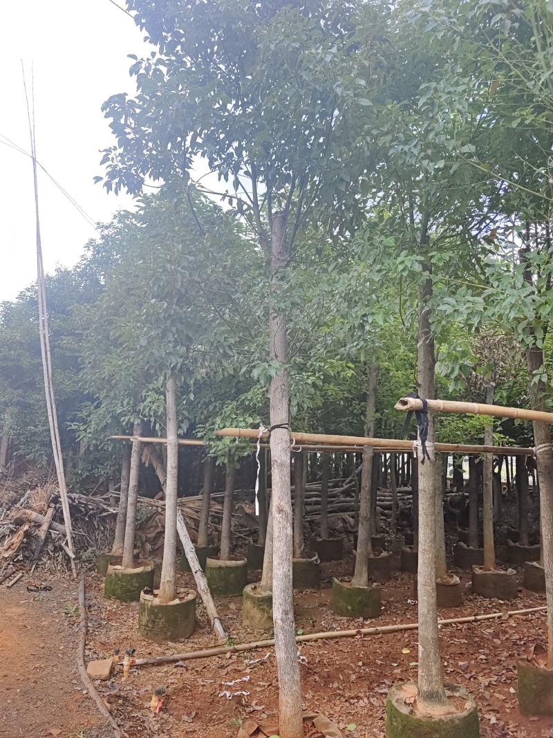 香樟
