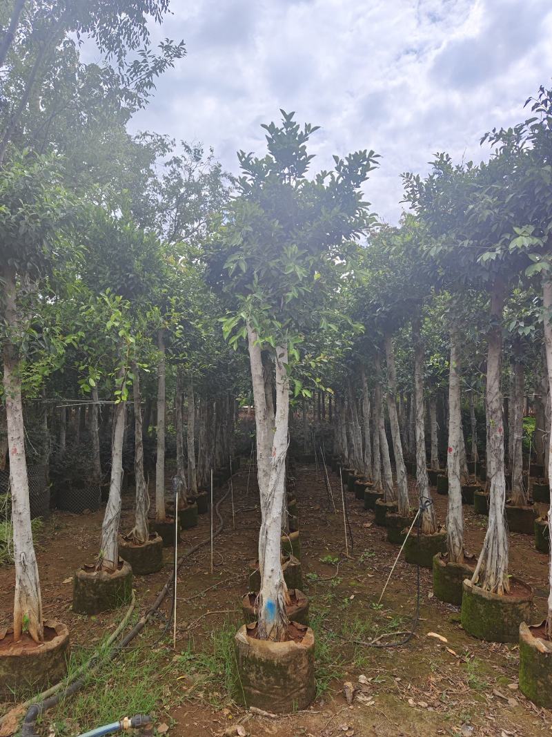 小叶榕