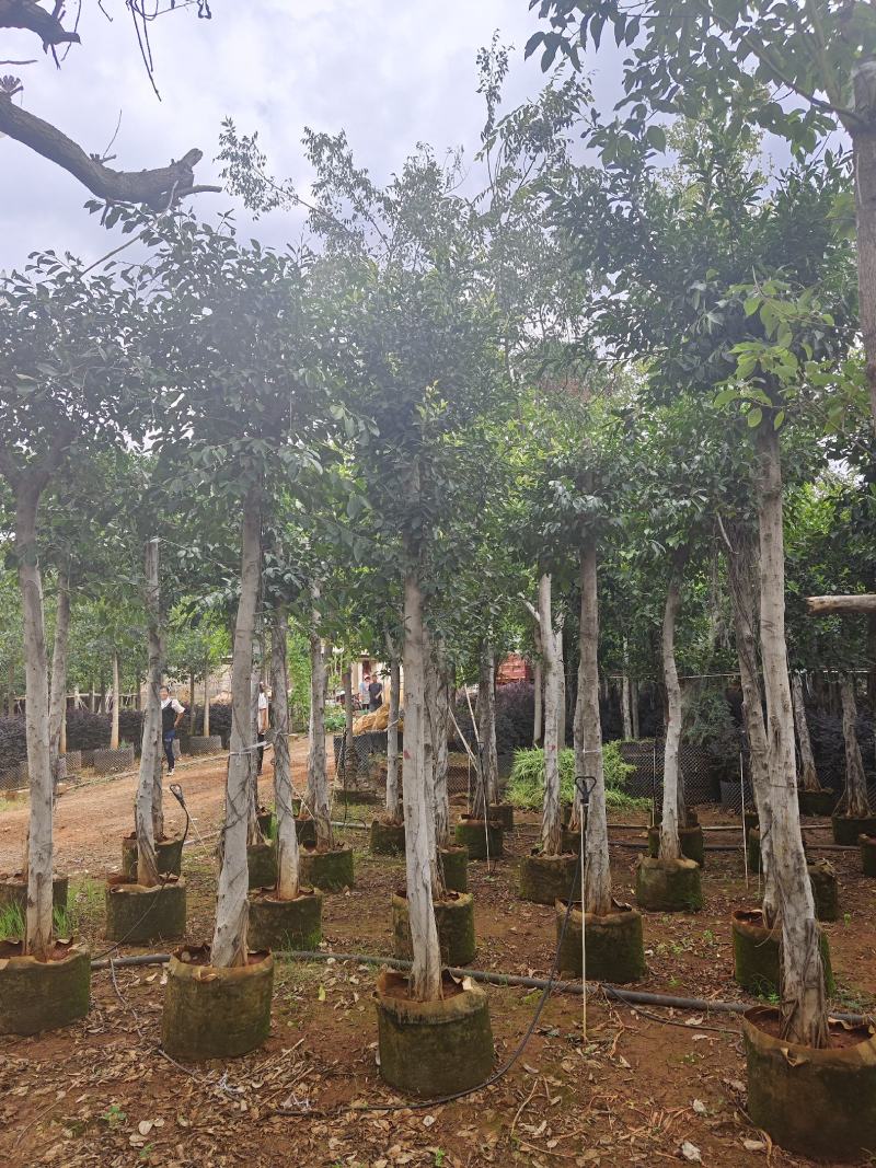小叶榕