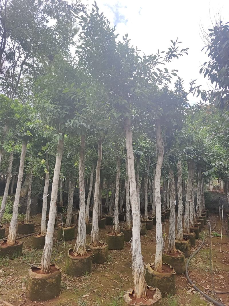 小叶榕