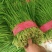 大叶韭菜,邯郸新栽韭菜,量大价优,诚信代办,