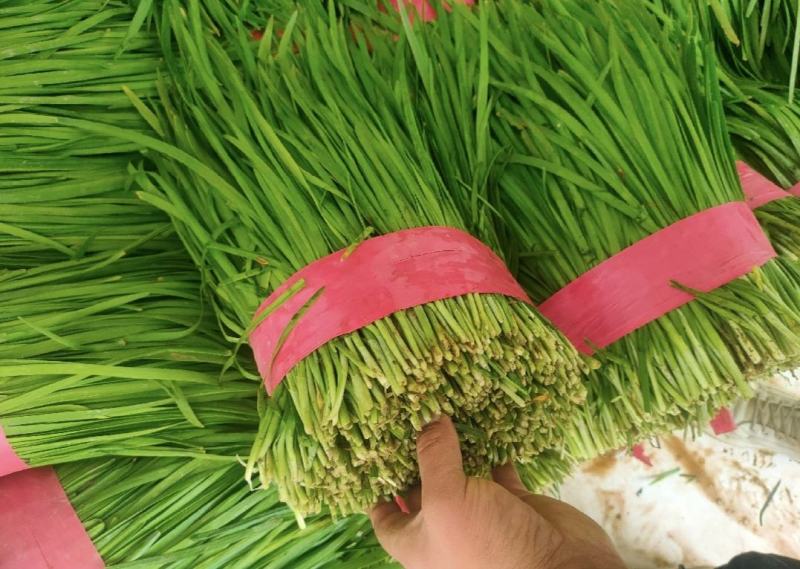 大叶韭菜，邯郸新栽韭菜，量大价优，诚信代办，