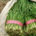 大叶韭菜,邯郸新栽韭菜,量大价优,诚信代办,