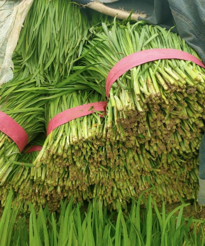 大叶韭菜，邯郸新栽韭菜，量大价优，诚信代办，