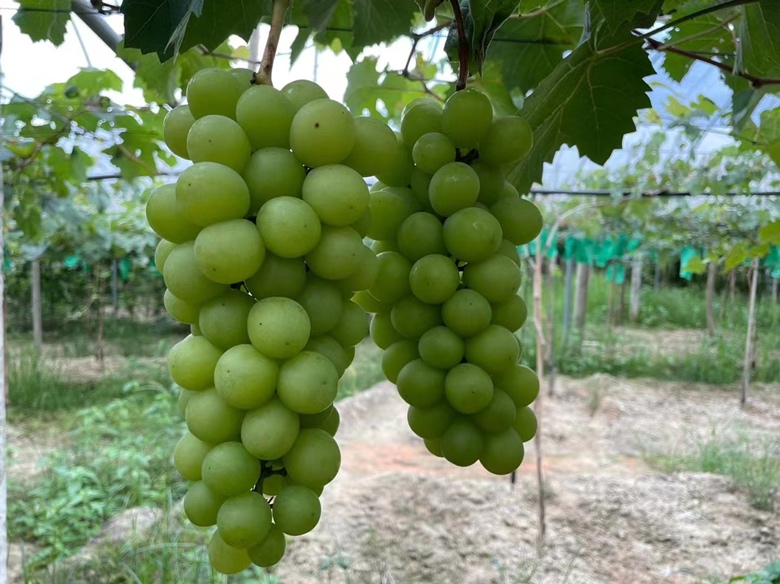 阳光玫瑰葡萄串特写