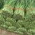 大叶韭菜,邯郸新栽韭菜,量大价优,诚信代办,