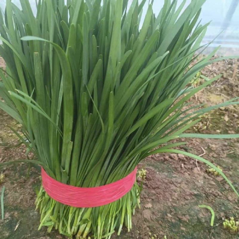 临漳韭菜，精品平刀韭菜！平一，平二大叶韭菜产地直供