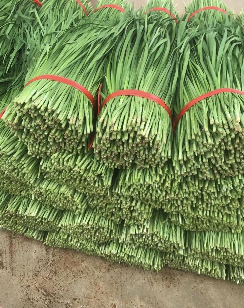 临漳县常巷市场大量供货韭菜大叶韭菜价格便宜可供商超