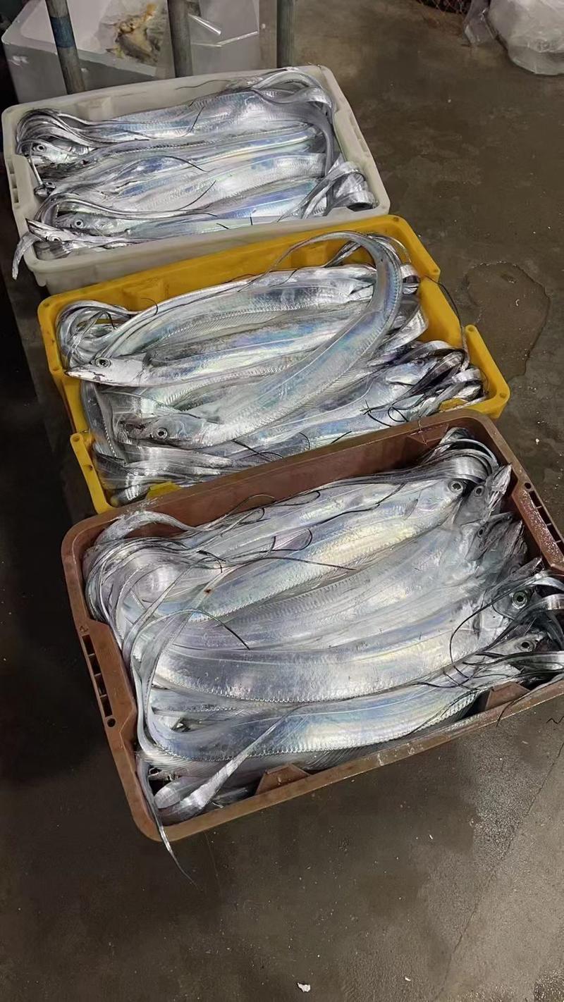 浙江宁波带鱼鱼厂家直发产地直发新鲜发货
