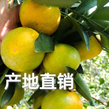 早熟蜜桔细皮果果园直采一手货源欢迎实地考察全国发货