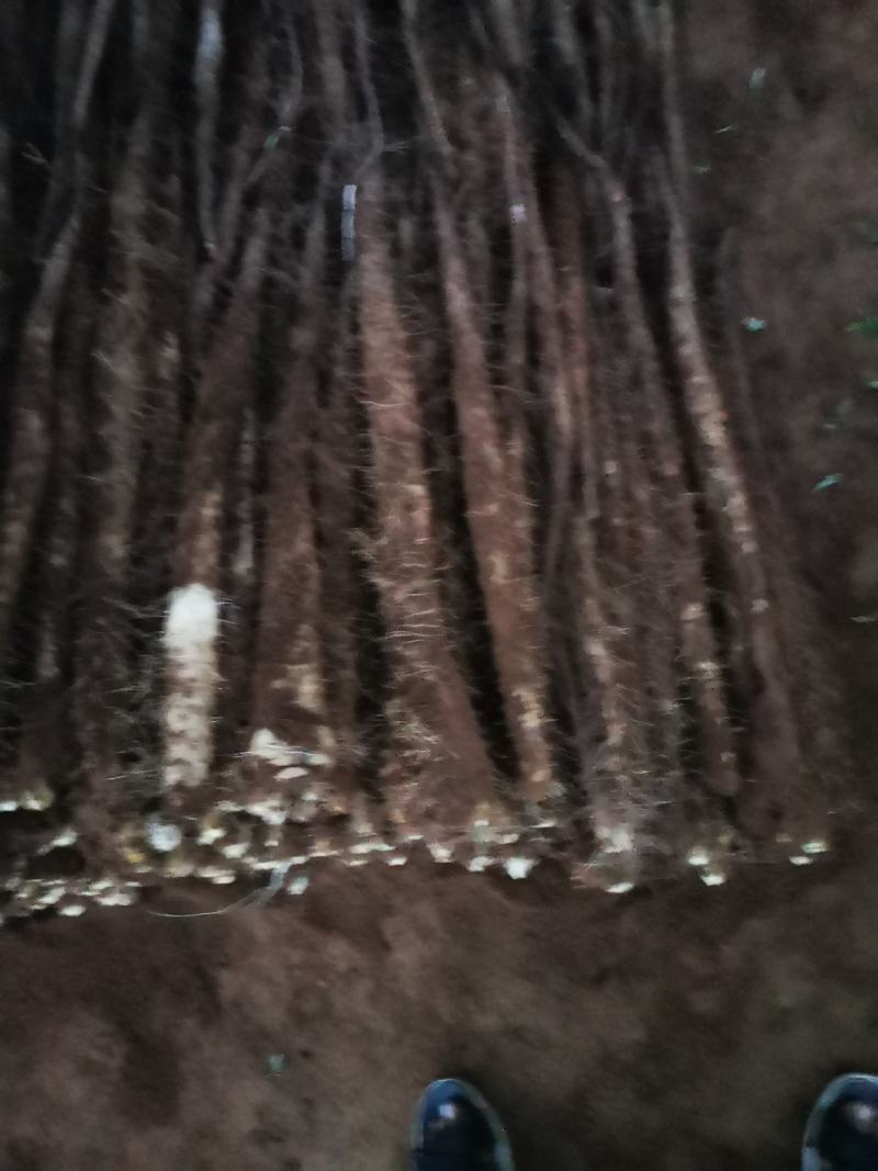 山西白玉山药大量现货。通货。佛手。小货。
