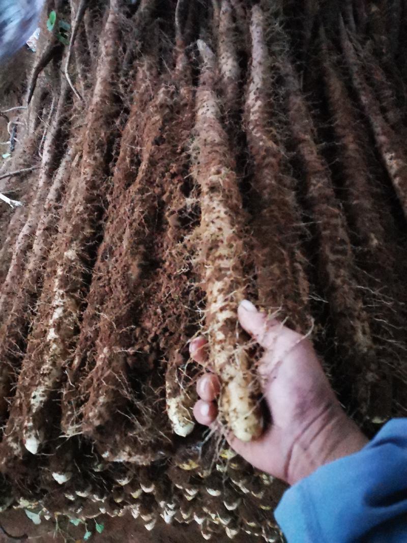 山西白玉山药大量现货。通货。佛手。小货。