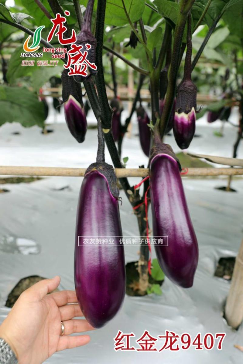 龙盛红金龙9407紫红粗棒型茄子种子皮薄肉细嫩早熟紫红茄