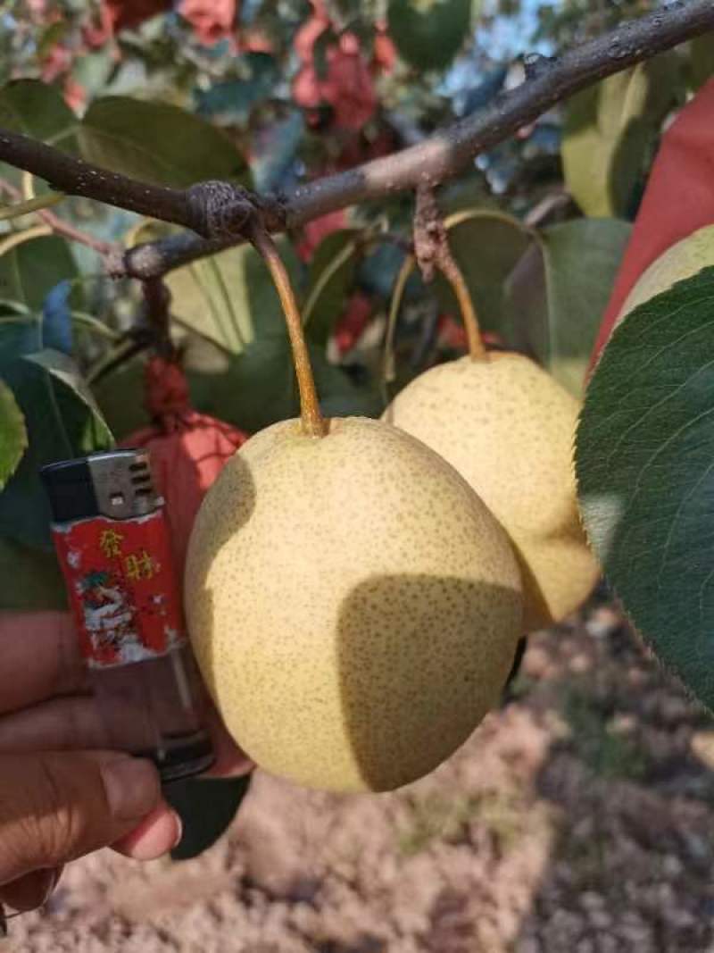 代州酥梨，皮薄肉大甘甜可口产地直发
