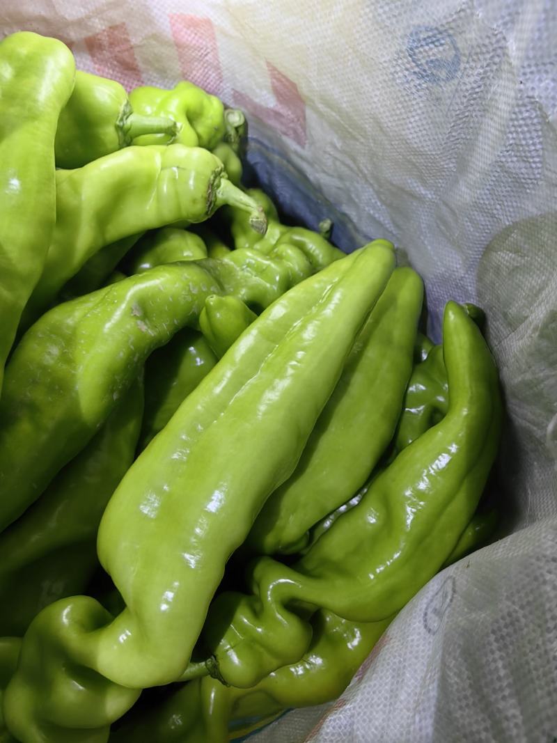 聊城市黄皮尖椒，大量上市质量好，上货量大需要的老板来电咨