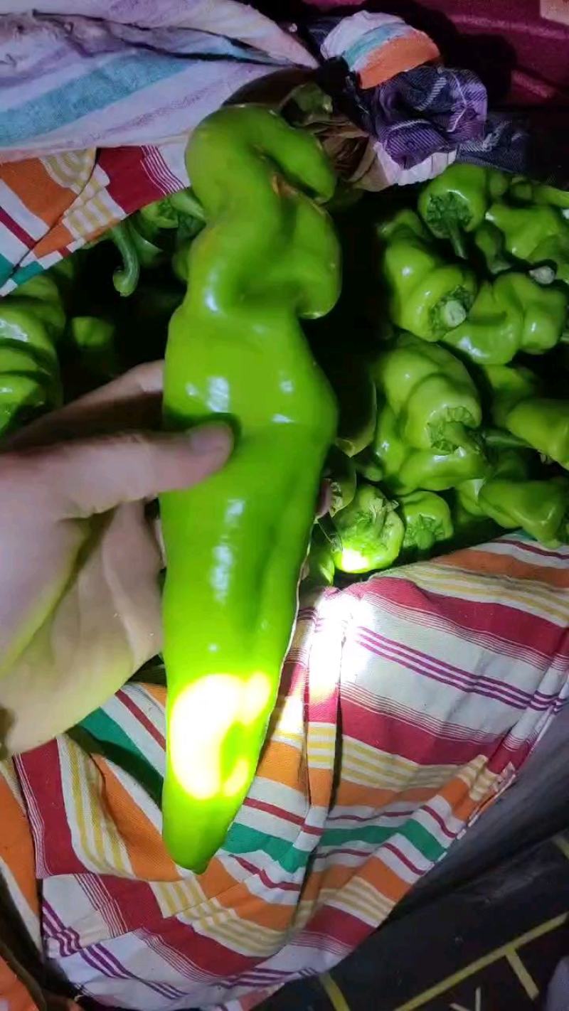 聊城市黄皮尖椒，大量上市质量好，上货量大需要的老板来电咨