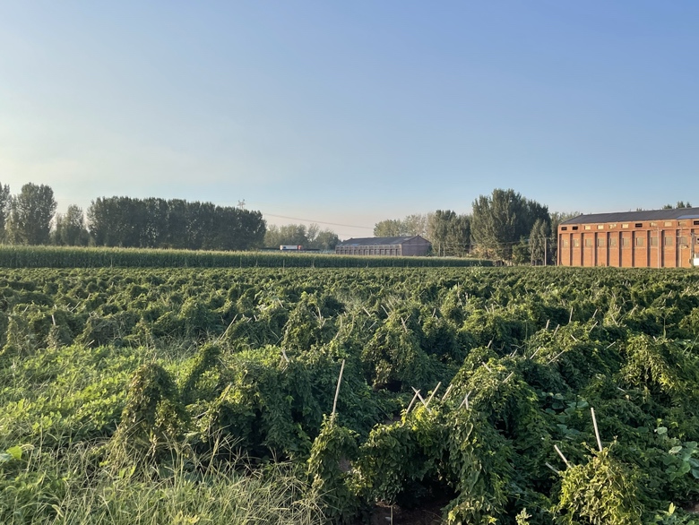 田间种植的棒山药,绿叶丛生,整齐排列,背景为阳光下的田园风光 棒山药田间种植图