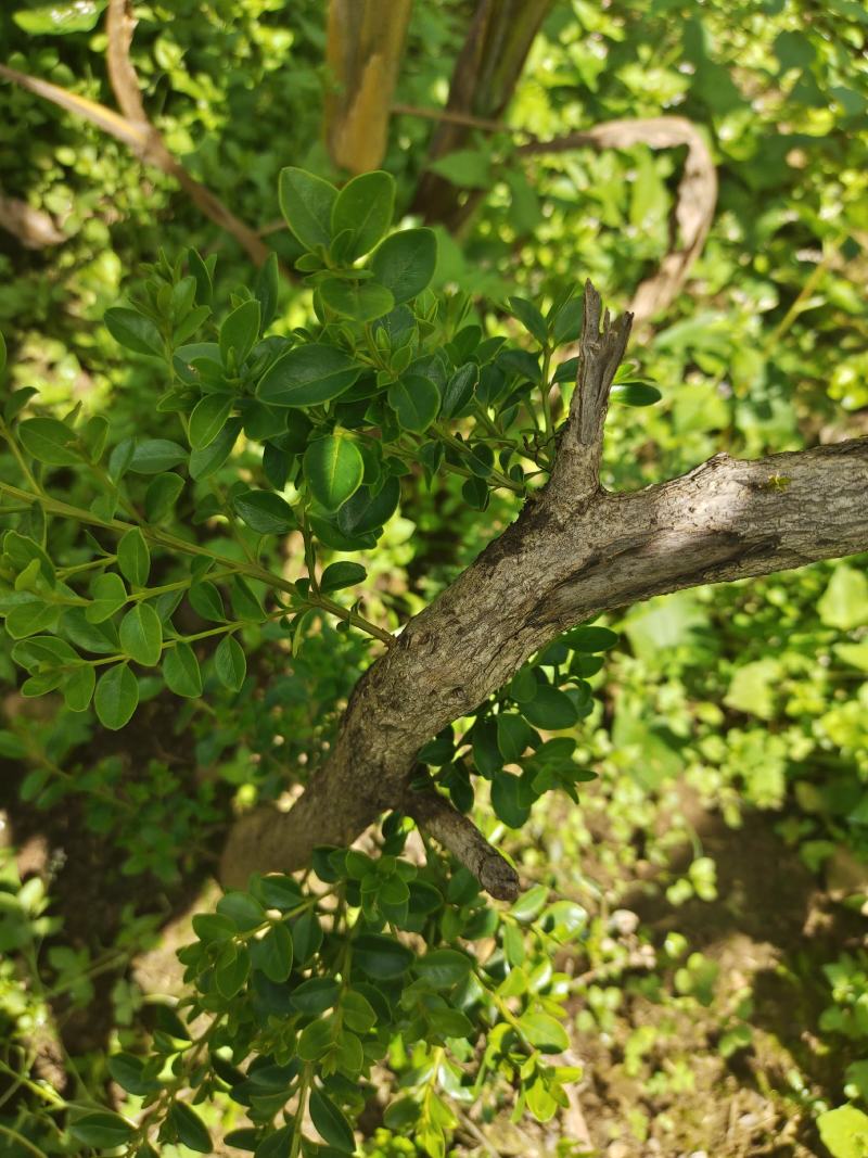 黄杨