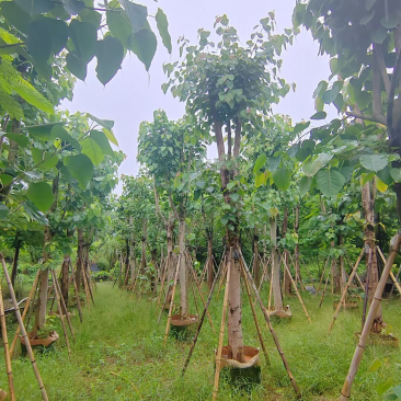 菩提树