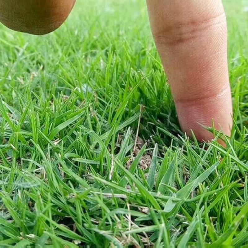 进口剪股颖草籽矮生草坪种子草皮种子庭院别墅球场