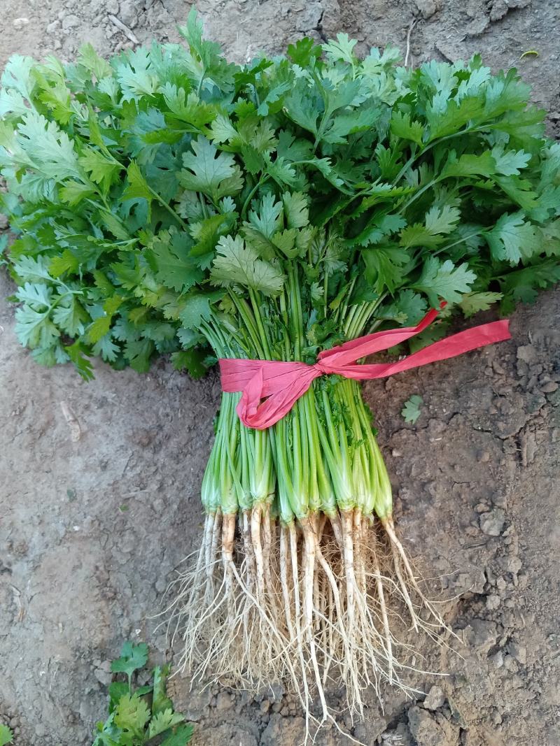 精品大叶香菜