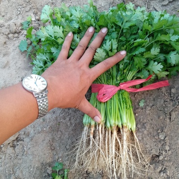 精品大叶香菜
