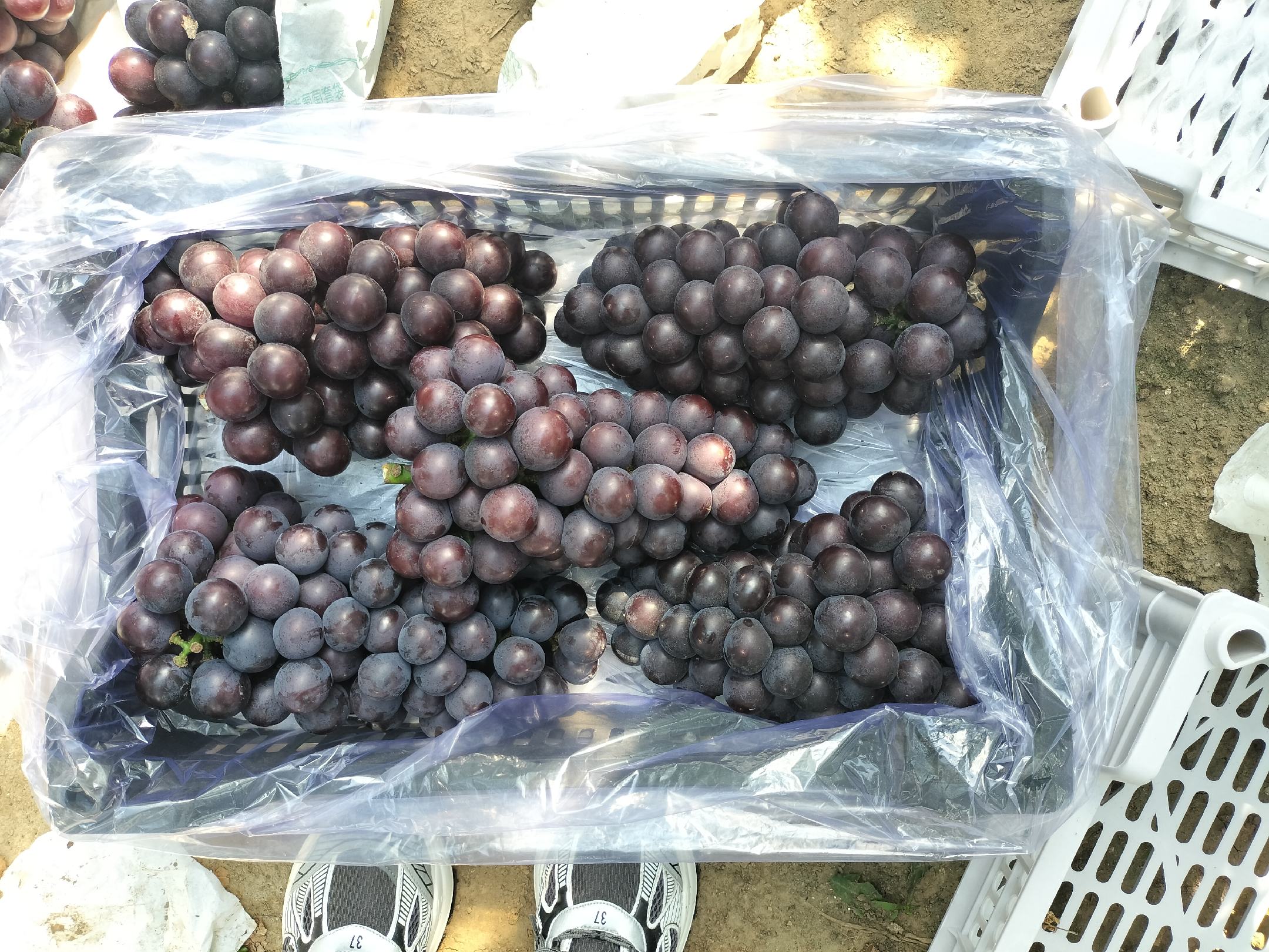 巨峰葡萄原材料展示