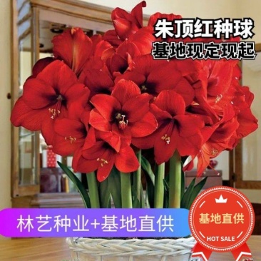 朱顶红种球荷兰重瓣室内盆栽花卉四季开花室外大球根易种活