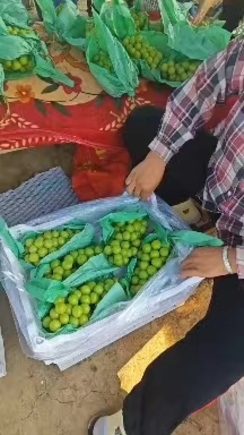 葡萄阳光玫瑰颗粒饱满，糖度高，口感甜一手货源全国代发