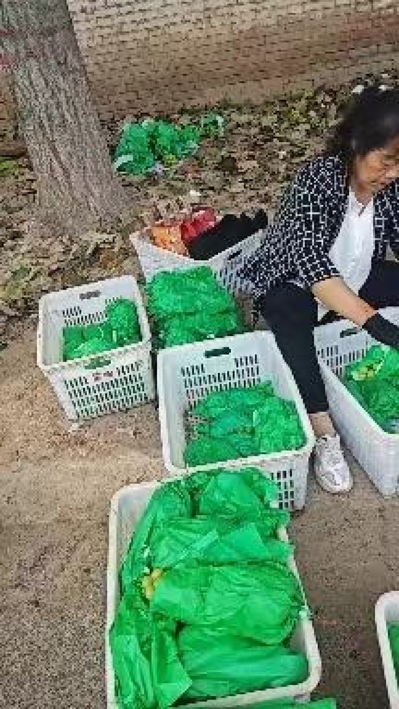 葡萄阳光玫瑰颗粒饱满，糖度高，口感甜一手货源全国代发