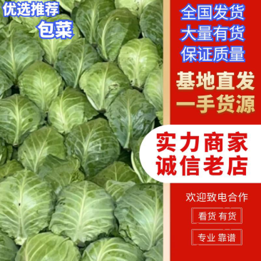 精品甘蓝圆包菜万亩基地,加工厂,免费接送住宿