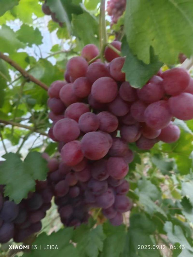 红提葡萄颗粒饱满保质保量全国发货代发代办全国