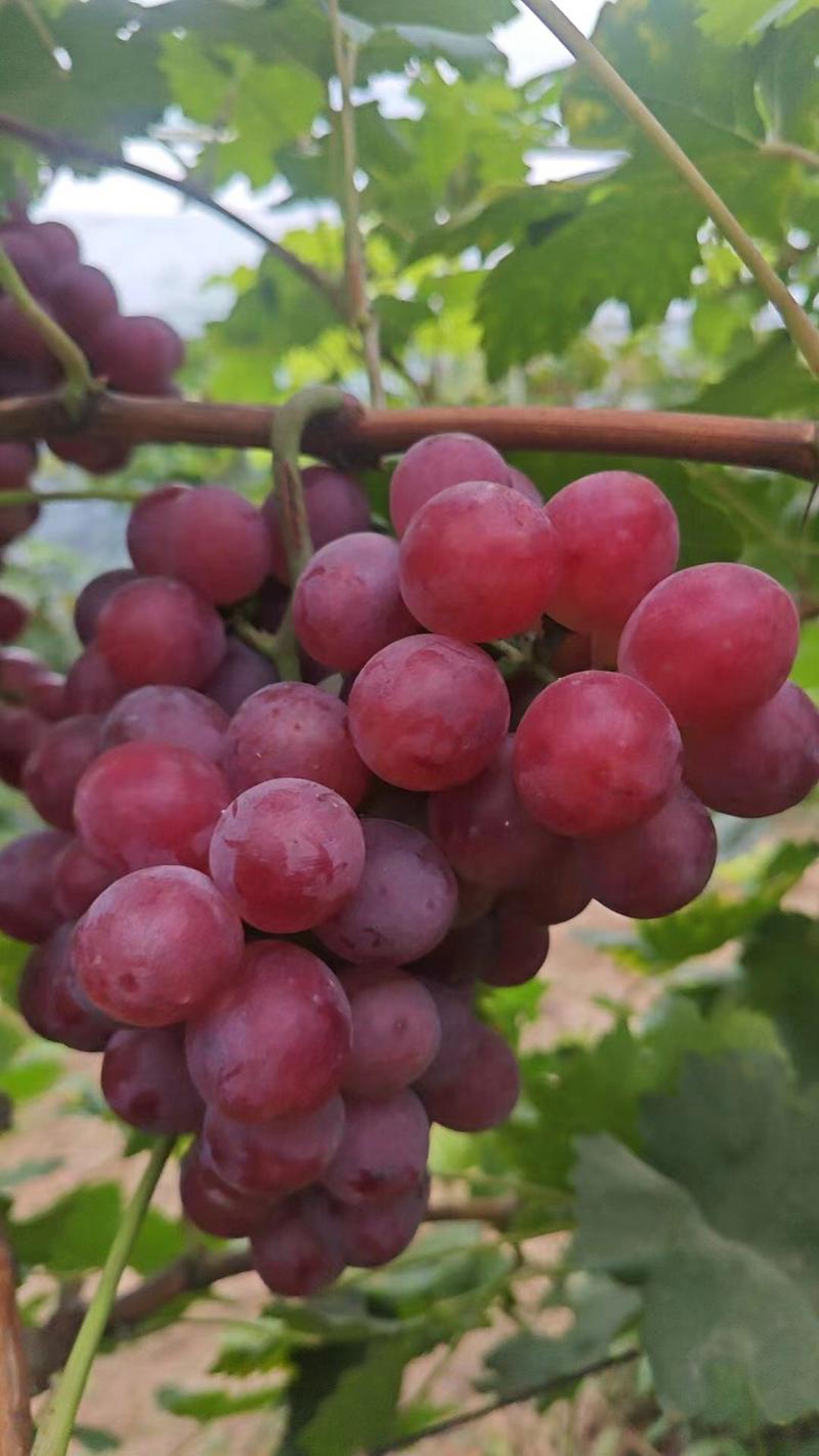 红提葡萄颗粒饱满保质保量全国发货代发代办全国