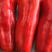 红椒红泡椒产地一手货源新鲜采摘保质保量。