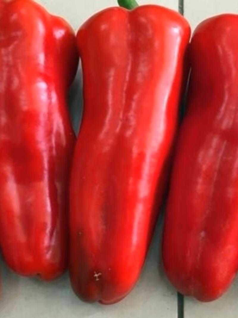 红椒红泡椒产地一手货源新鲜采摘保质保量。