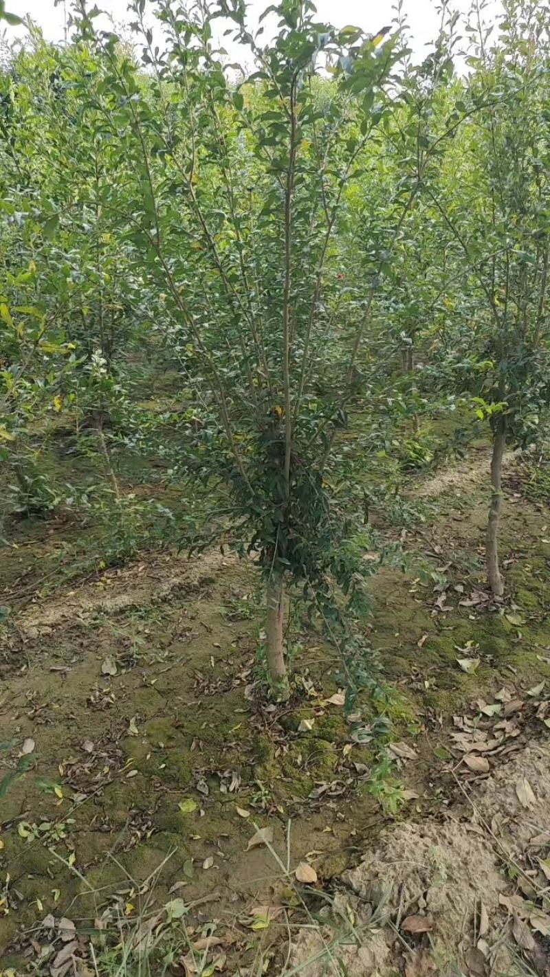 石榴树石榴树苗质量保证价格低规格齐全水果苗欢迎咨询