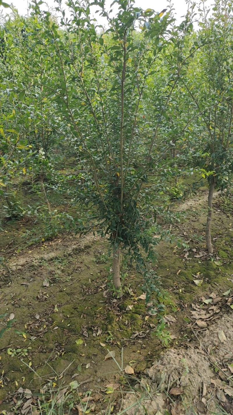 石榴树石榴树苗质量保证价格低规格齐全水果苗欢迎咨询