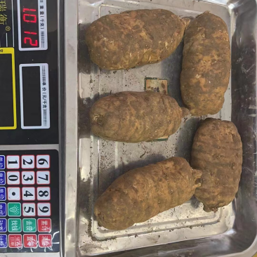 昭通小草坝新鲜天麻
