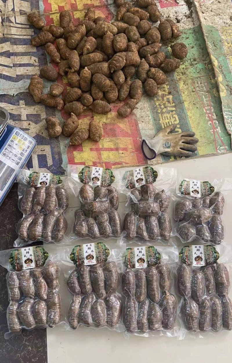 昭通小草坝新鲜天麻