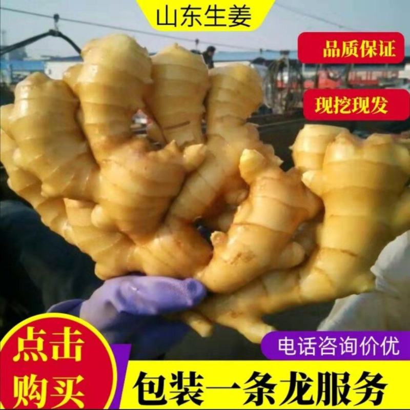 专业对接生姜外贸出口（承接各国生姜出口）供电商～市场批发