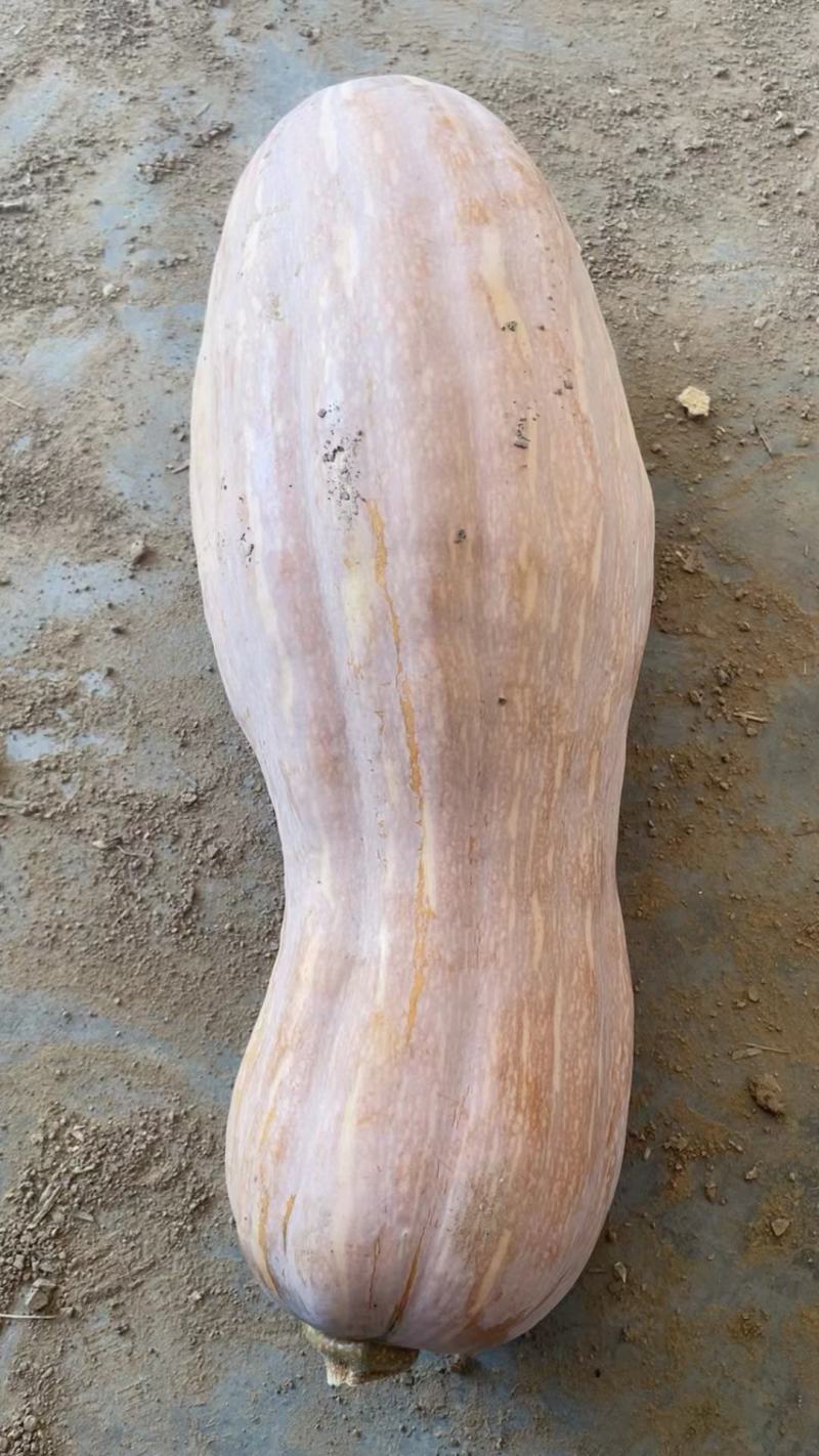 河南新野蜜粉南瓜大量上市中，代发全国各地欢迎大家选购。