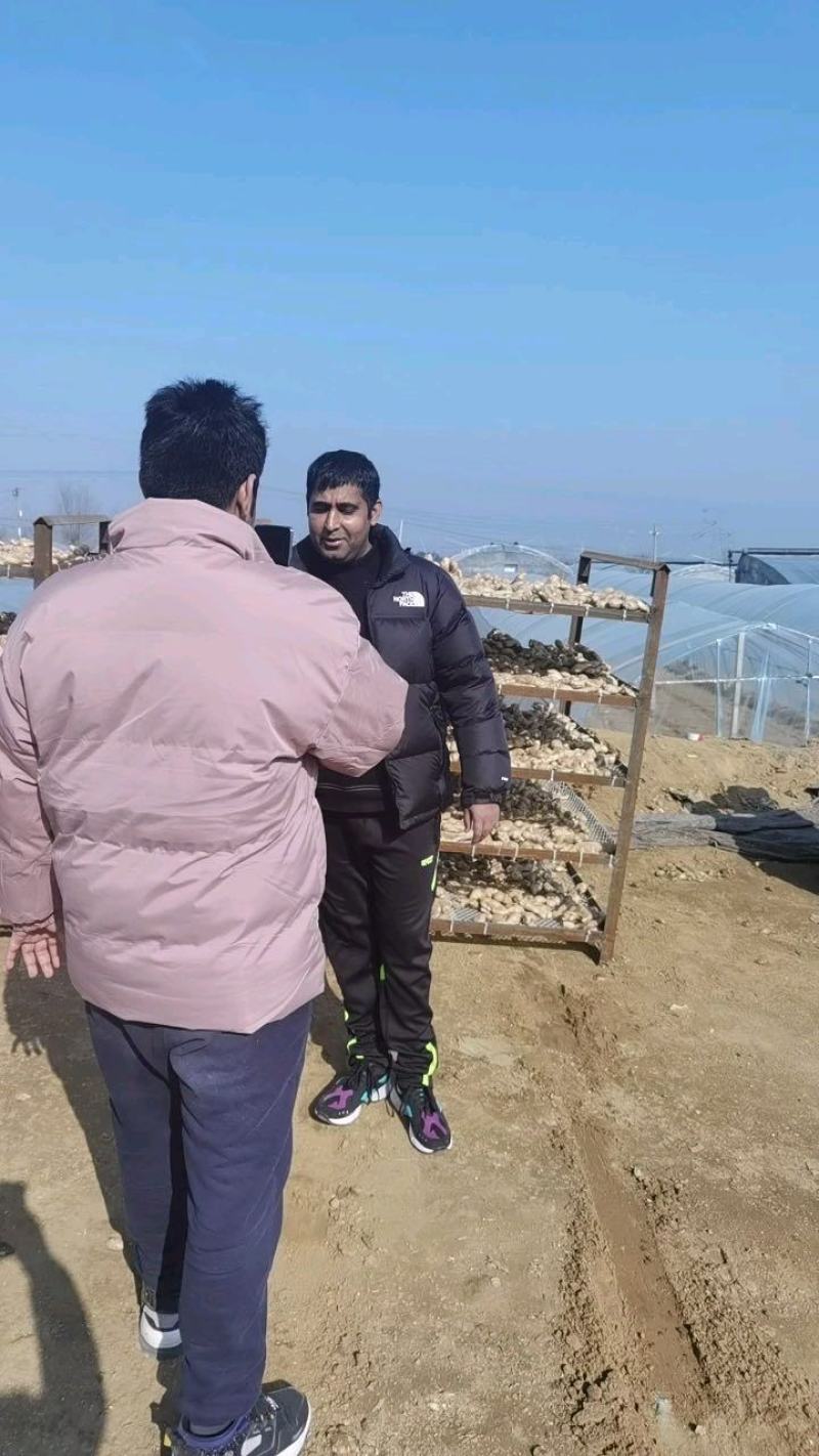 专业对接生姜外贸出口（承接各国生姜出口）供电商～市场批发