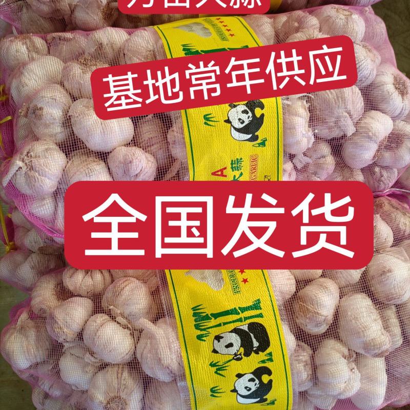 大蒜山东大蒜手选精品货源充足全国发货出口加工