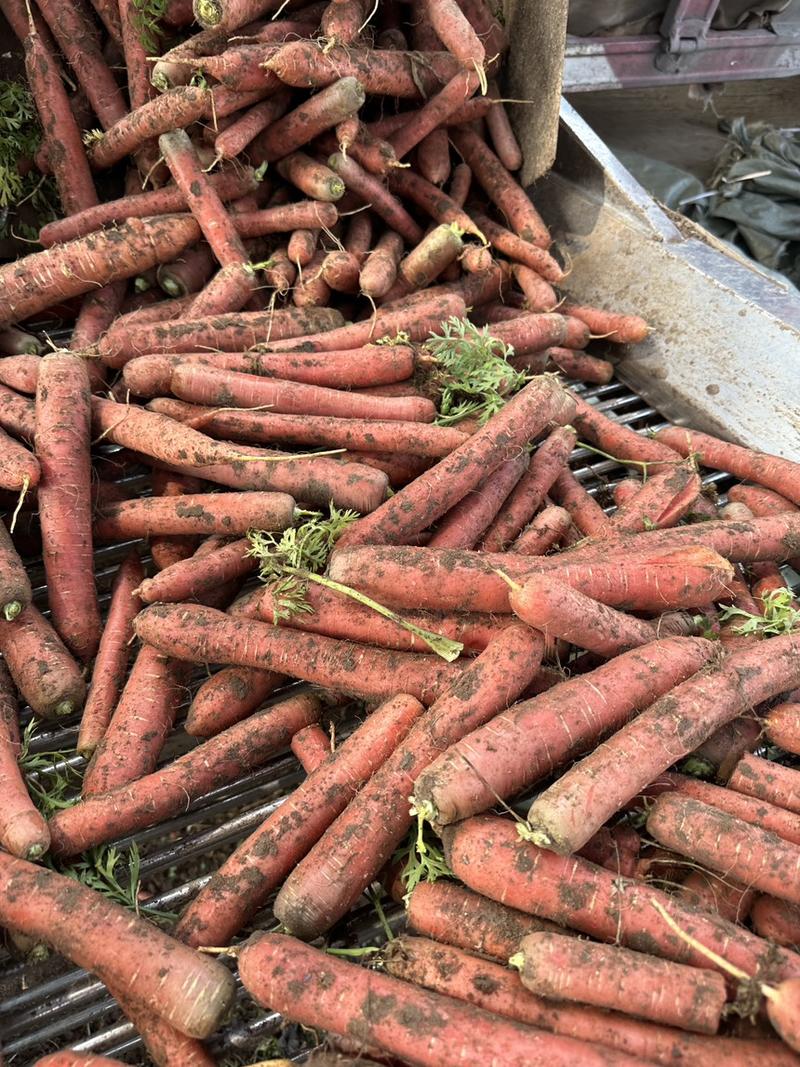 新鲜土水果红萝卜胡萝卜供应电商加工厂批发市场质量好价低