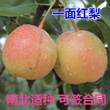 冬蜜梨树苗基地直发南北方均可种植现挖现发保湿发货