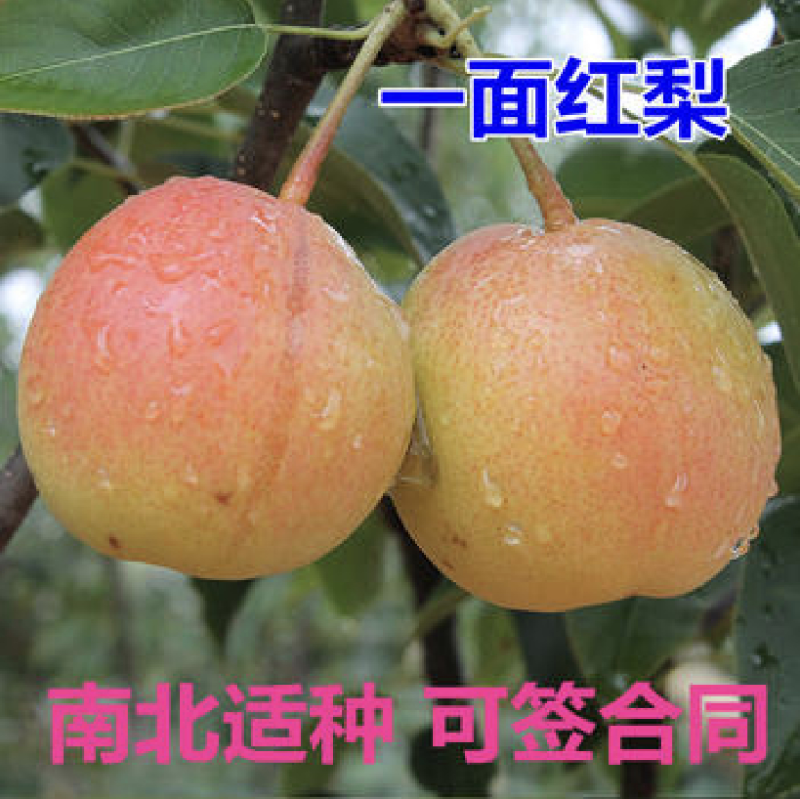 冬蜜梨树苗基地直发南北方均可种植现挖现发保湿发货